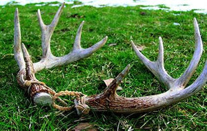 NHÂN SÂM và NHUNG - GINSENG and DEER ANTLER GELETIN (12 VIÊN TRÒN)