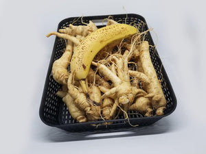 NHÂN SÂM TƯƠI - FRESH GINSENG