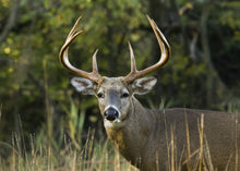 Load image into Gallery viewer, CAO BAN LONG - DEER ANTLER GELETIN ROUND TABLETS (12 VIÊN TRÒN)